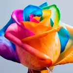 Happy Roses Live Wallpaper | Indus Appstore | App Icon