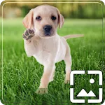 Cute Puppy Dog Wallpapers Hd | Indus Appstore | App Icon