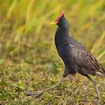 Watercock bird calls | Indus Appstore | App Icon