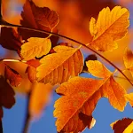 Autumn Live Wallpaper HD | Indus Appstore | App Icon