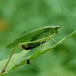 Katydid Sounds | Indus Appstore | App Icon