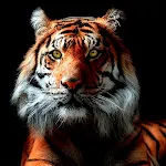 Tiger Wallpapers | Cool tigers | Indus Appstore | App Icon