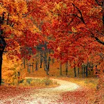 Autumn Wallpaper | Indus Appstore | App Icon