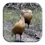 Lesser Whistling Duck Sounds | Indus Appstore | App Icon