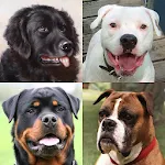 Dogs Quiz - Guess All Breeds! | Indus Appstore | App Icon