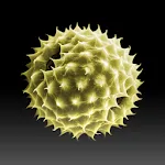 Pollen-News | Indus Appstore | App Icon