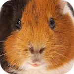 Guinea Pig Sounds | Indus Appstore | App Icon