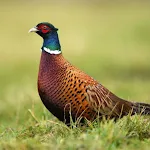 Pheasant bird sounds | Indus Appstore | App Icon