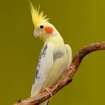 Cockatiel Sounds | Indus Appstore | App Icon