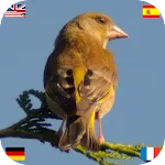 Birds of Europe (DE EN ES FR) | Indus Appstore | App Icon