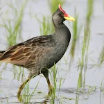 Watercock (Animal) Bird Sound | Indus Appstore | App Icon