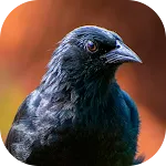 Blackbird songs | Indus Appstore | App Icon