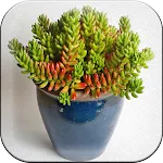 Houseplant | Indus Appstore | App Icon