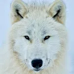 White (Polar) Wolf Wallpapers | Indus Appstore | App Icon