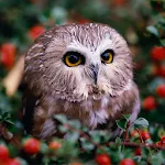 Owls Live Wallpaper | Indus Appstore | App Icon