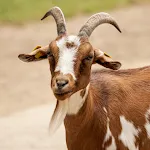 Goat Sounds | Indus Appstore | App Icon