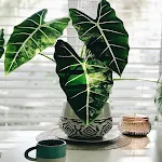 Alocasia Ornamental Plant Guid | Indus Appstore | App Icon