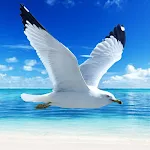 The Seagull | Indus Appstore | App Icon