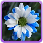 Daisy Wallpaper Gallery | Indus Appstore | App Icon