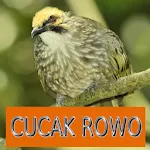 Master Kicau Cucak Rowo | Indus Appstore | App Icon