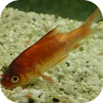 Fish Diseases | Indus Appstore | App Icon