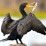 The Cormorant | Indus Appstore | App Icon