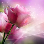 Pink Roses Live Wallpaper | Indus Appstore | App Icon