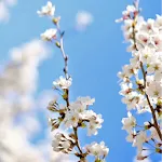 Cherry Blossom Live Wallpaper | Indus Appstore | App Icon