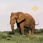 Animal Sounds - enjoy sounds | Indus Appstore | App Icon