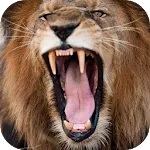 Lion Sounds | Indus Appstore | App Icon