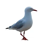 Seagull Sound | Indus Appstore | App Icon