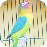 Master Kicau Lovebird Juara | Indus Appstore | App Icon