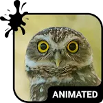 Funny Owl Keyboard & Wallpaper | Indus Appstore | App Icon