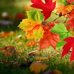 Autumn Live Wallpaper | Indus Appstore | App Icon