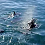 dolphin fish wallpaper | Indus Appstore | App Icon