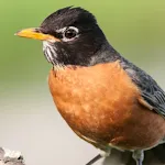 Robin Bird Sounds | Indus Appstore | App Icon