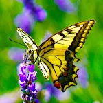 Butterfly Wallpapers | Indus Appstore | App Icon