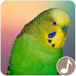 Canto Perico Australiano | Indus Appstore | App Icon