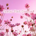 Pastel Pink Cosmos Theme | Indus Appstore | App Icon