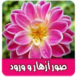 صور وخلفيات ورد رائعة بدون نت | Indus Appstore | App Icon