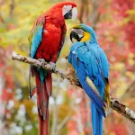 Beauty Birds Live Wallpaper | Indus Appstore | App Icon