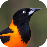 Bird sounds suffered Brazil | Indus Appstore | App Icon