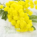 Cute Theme-Mimosa Flowers- | Indus Appstore | App Icon