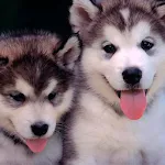 Puppies dogs live wallpaper | Indus Appstore | App Icon