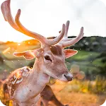 Deer Wallpapers | Indus Appstore | App Icon