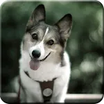 Dog -Wallpapers | Indus Appstore | App Icon