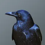 Crows Soundboard | Indus Appstore | App Icon