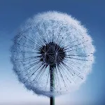 Dandelion Live Wallpaper | Indus Appstore | App Icon