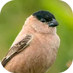 Fradinho bird Songs | Indus Appstore | App Icon