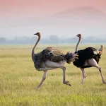 Ostrich Sounds | Indus Appstore | App Icon